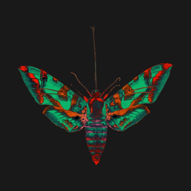 Psychedelic Moth by KalebLechowsk