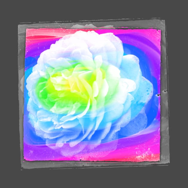 Abstract Rose Photography Art by AlondraHanley