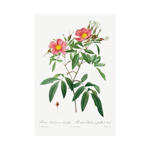 Rosa Hudsoniana Salicifolia (1817–1824) by Pierre-Joseph Redouté and Henry Joseph Redouté. by Elala