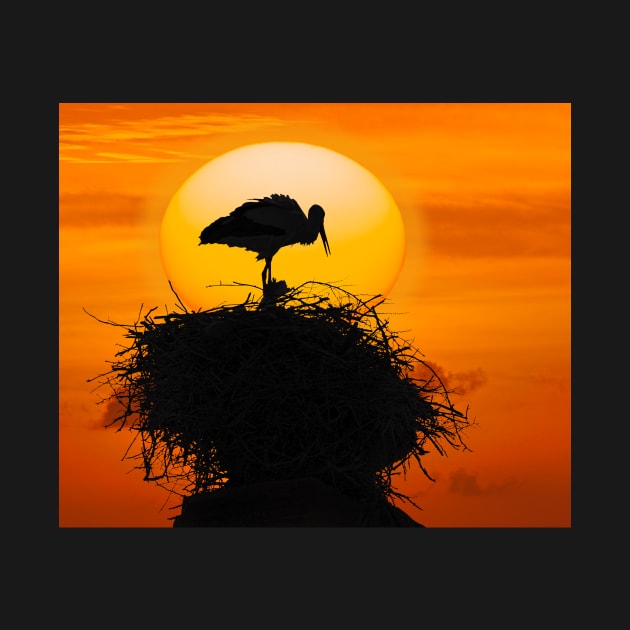 Marrakesh Stork. by bulljup