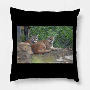 Cougars Pillow