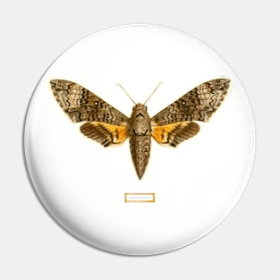 Fun moth vintage photograph tee Pin