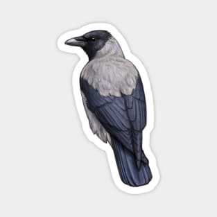 Hooded Crow Magnet