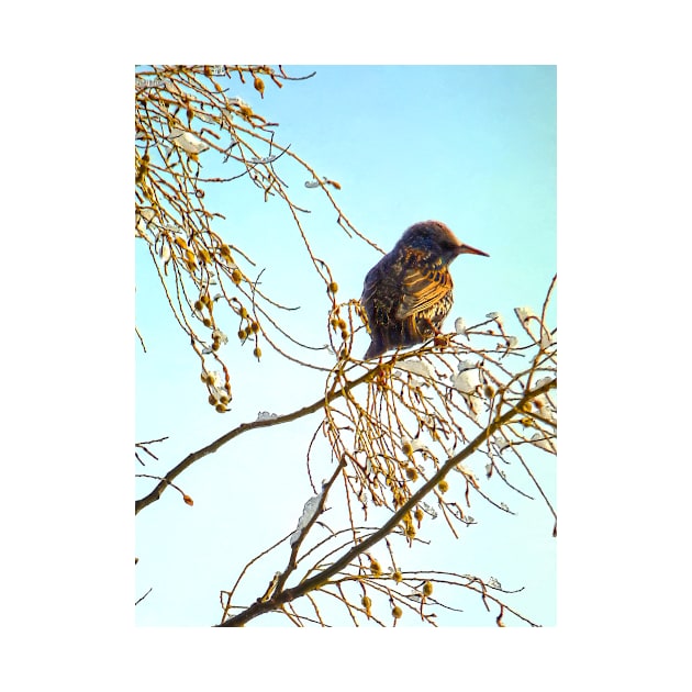 Birds - Sparrow on a Winter Branch by SusanSavad