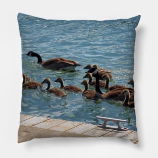 A Lot of Canada Geese Goslings Swimming Pillow