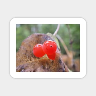 Western trumpet honeysuckle (Lonicera ciliosa) berries Magnet