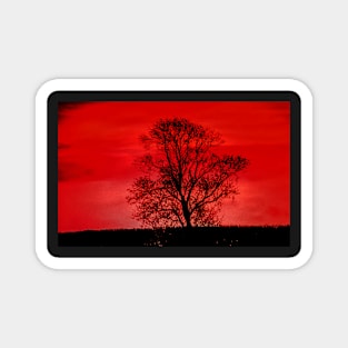 Tree at sunset Magnet