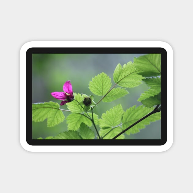 Salmon berry flowers Magnet by DlmtleArt