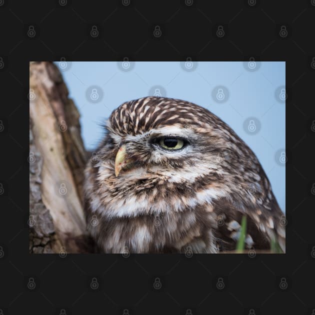 Little owl perched on at tree trunk by Dolfilms