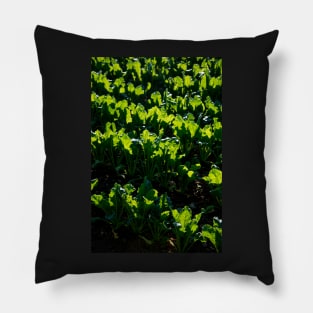 Kale light Pillow