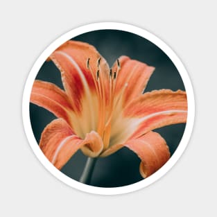 Orange Daylily Photograph Circle Magnet