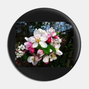 Dew Sprinkled Crabapple Blossoms Pin