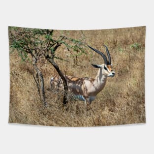 Wild Gazelle in Tanzania Tapestry