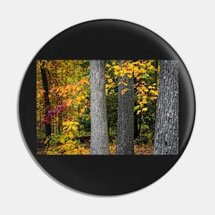 Tree Trunks in Autumn Pin