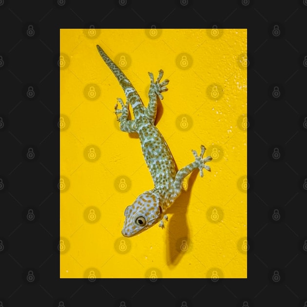 Tokay Gecko by Upbeat Traveler