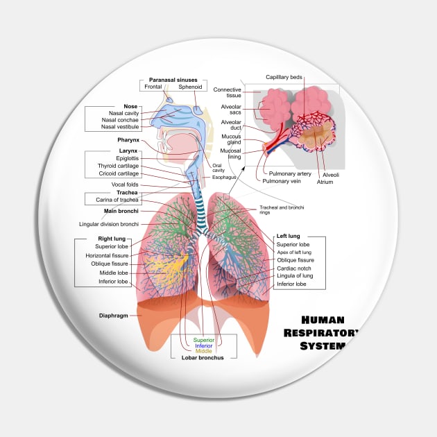 Human Respiratory System Diagram Pin by sovereign120