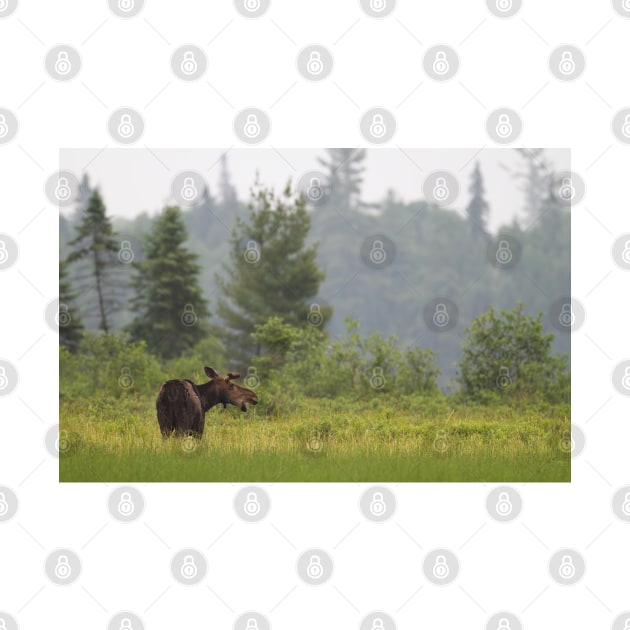 Grassy marsh moose - Algonquin Park, Canada by Jim Cumming