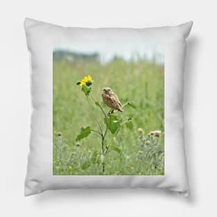 Burrowing Owl Pillow