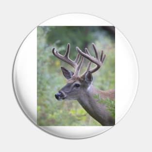 White-tailed Buck in Summer Pin