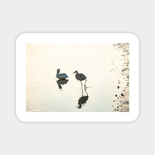 Great Blue Heron and  Brown pelican Magnet