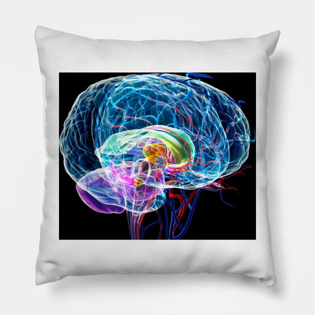 Brain anatomy, artwork (F003/0042) Pillow by SciencePhoto