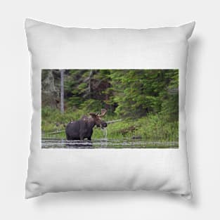 Lunch in Algonquin Park - Canadian Moose Pillow