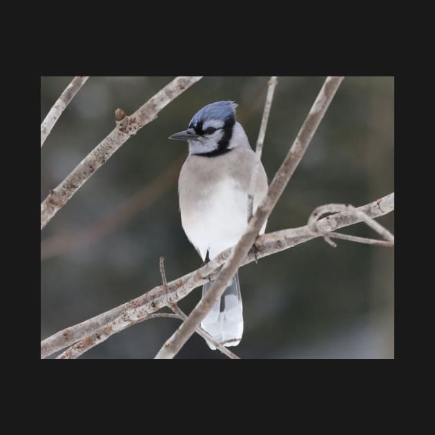 Bluejay on a Branch by Judy Geller