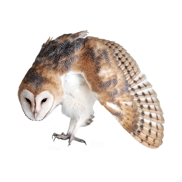 Defensive Young Barn Owl by DeniseBruchmanPhotography