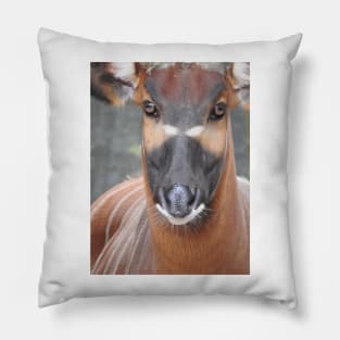 Bongo Pillow