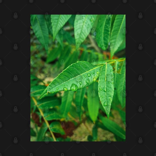 Water drops on leaves in morning by Anastasia-03