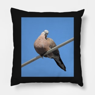 Spotted Turtledove on an aerial Pillow