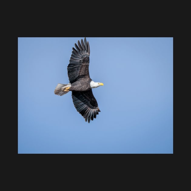 Soaring Bald Eagle by Debra Martz