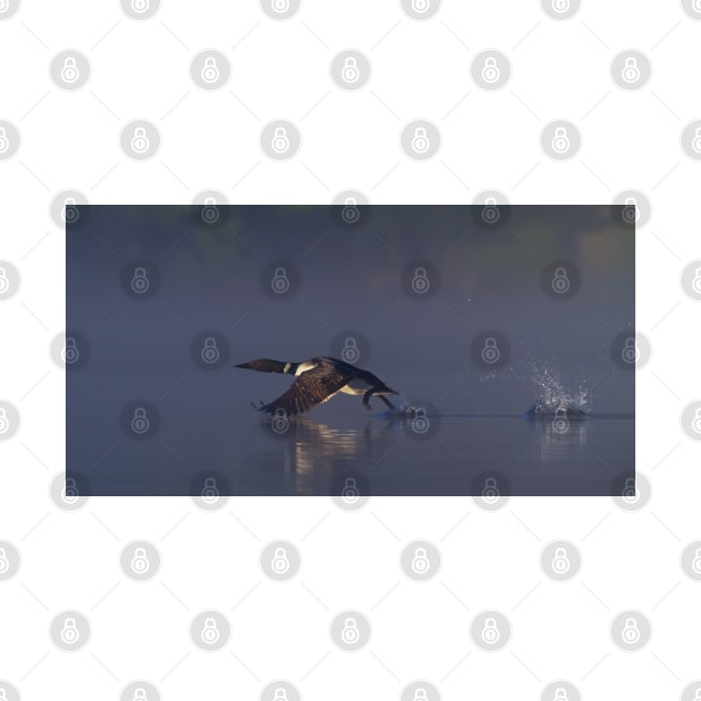 Common loon skipping by Jim Cumming