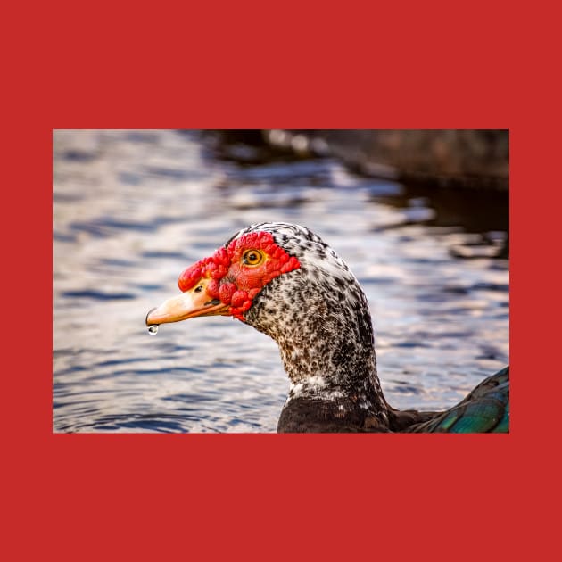 Muscovy Duck by cbernstein