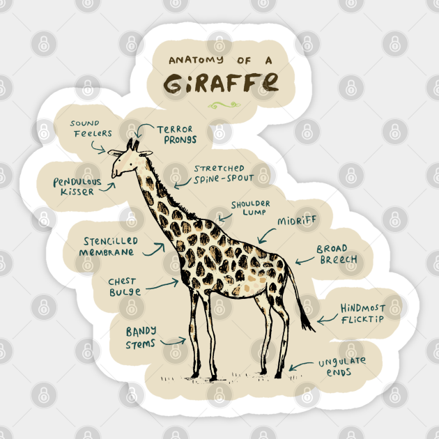 Discover Anatomy of a Giraffe - Vintage - Sticker