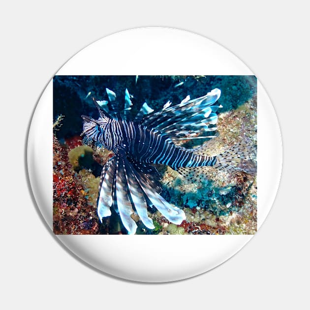 Caribbean Lion Fish at Night Pin by Scubagirlamy