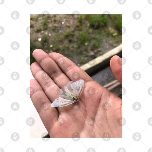 Dead White Moth  in Colombia by Peach Melt