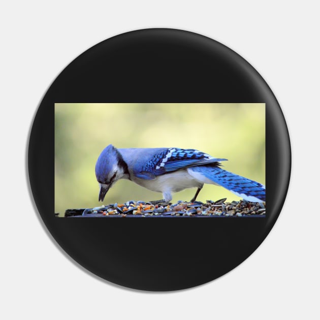 Bluejay Pin by LaurieMinor