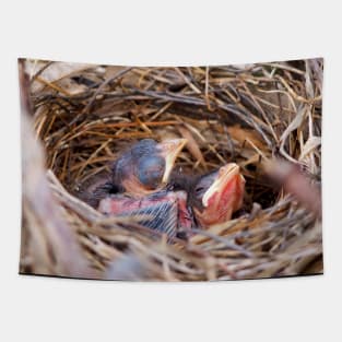 Two Baby Northern Cardinals In Their Nest. Tapestry