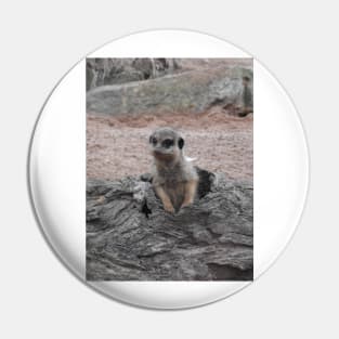 Meerkat Pin