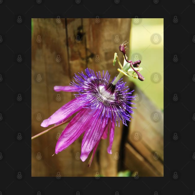 Lavender Lady Passiflora by jojobob