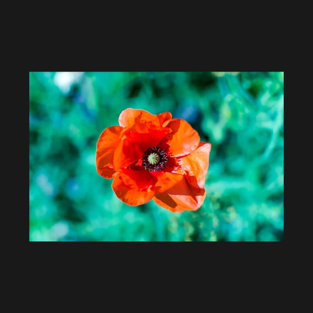 Scarlet red common poppy flower by lena-maximova