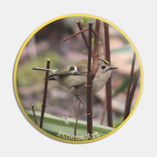 Goldcrest Bird perched on a twig Photograph | Circle | Pin