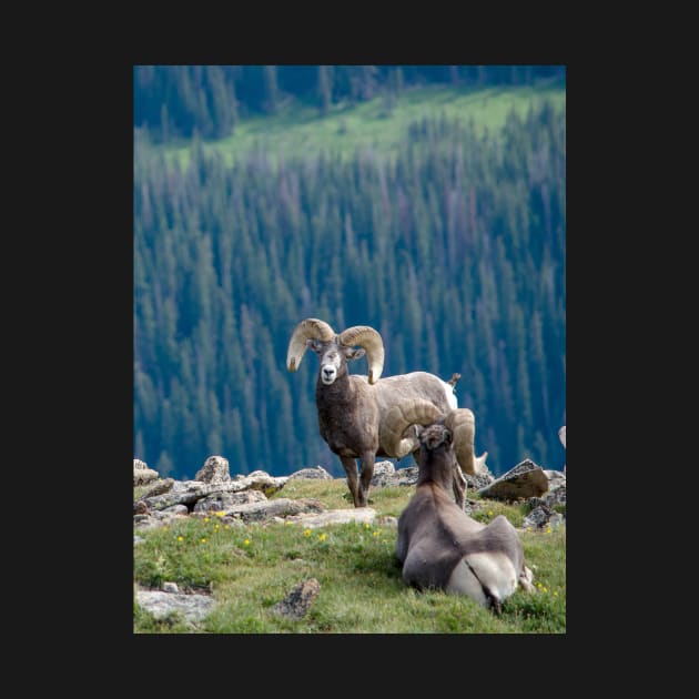 Long horn sheep on a mountain ledge by iyd39