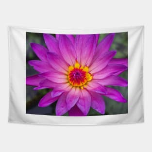 Pink Lotus with Red and Yellow Colours Tapestry