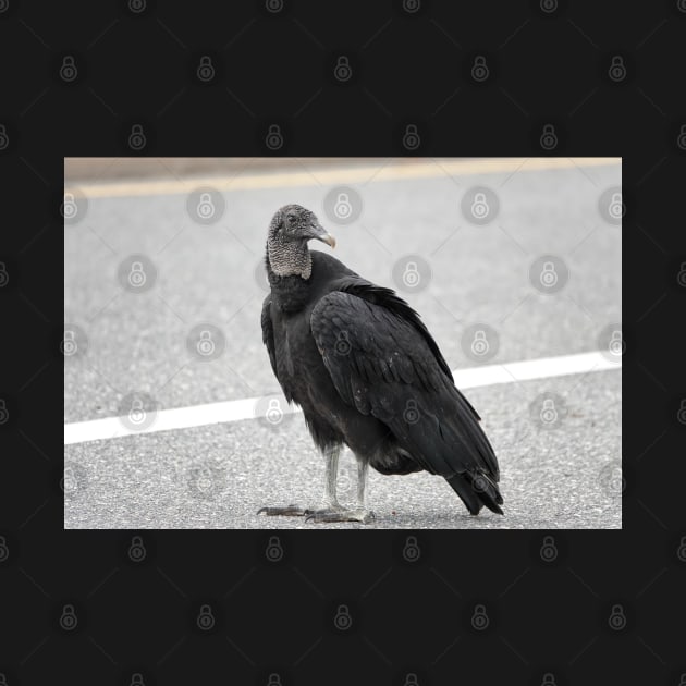 American black vulture by SDym Photography