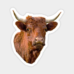 English Red Devon cow Magnet