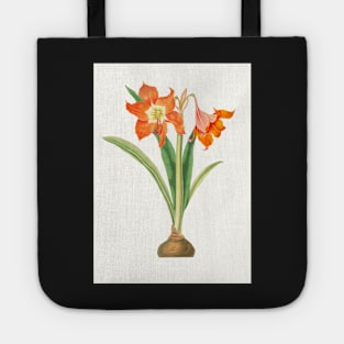 Barbados lily - Hippeastrum puniceum - botanical illustration Tote