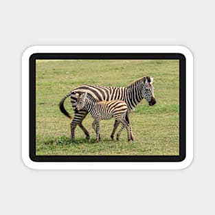 Zebra, Adult and Foal, Ngorongoro Crater, Tanzania Magnet