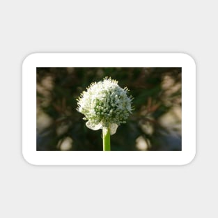 White Onion Flower by Avril Thomas Magnet